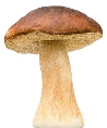 Один белый гриб на белом изолированном фоне | Премиум Фото